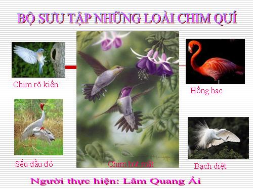 Bộ sưu tập loài Chim quí hiếm