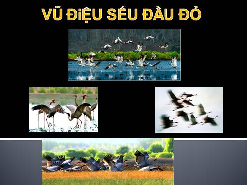 Vũ điệu Sếu đầu đỏ