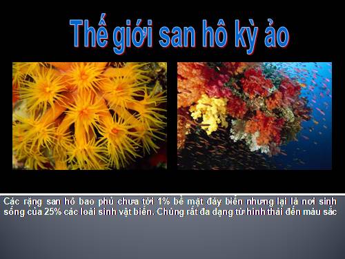 THẾ GIỚI SAN HÔ KÌ ẢO