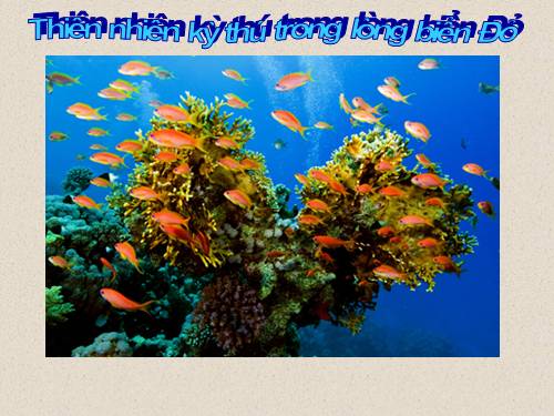 Thiên nhiên kì thú trong lòng biển Đỏ