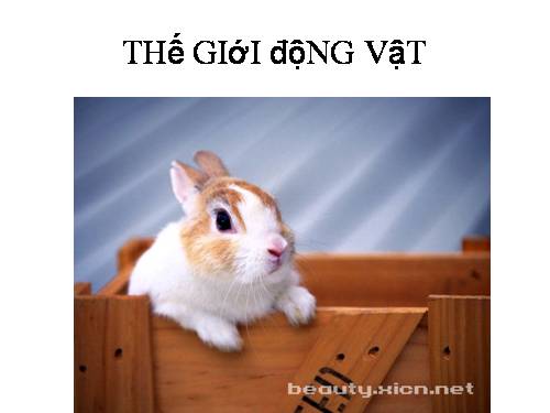 thế giới động vật