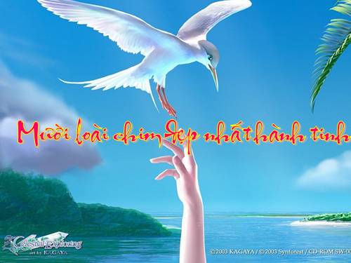 Mười loài chim đẹp nhất hành tinh
