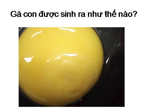 quá trình phát triển của phôi(trứng gà)