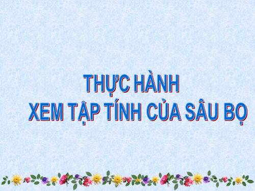 Bài 28. Thực hành: Xem băng hình về tập tính của sâu bọ