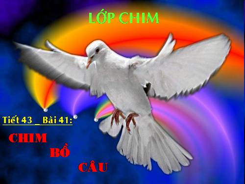 Bài 41. Chim bồ câu