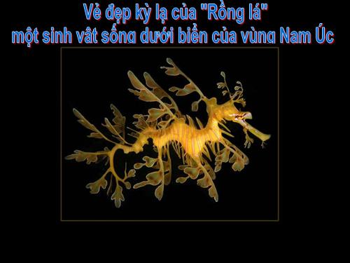 Vẽ đẹp Rồng lá