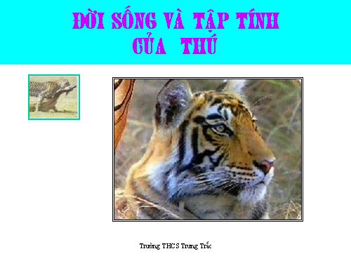 Bài 52. Thực hành: Xem băng hình về đời sống và tập tính của Thú