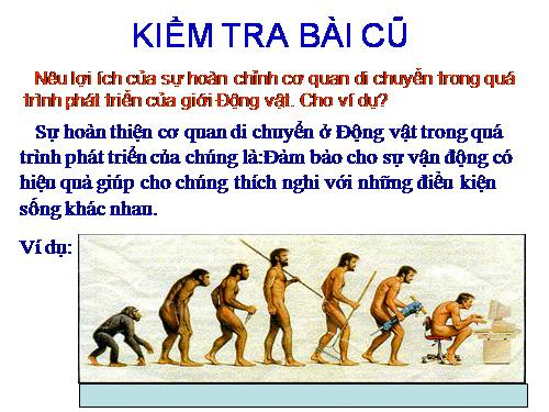 Bài 54. Tiến hoá về tổ chức cơ thể