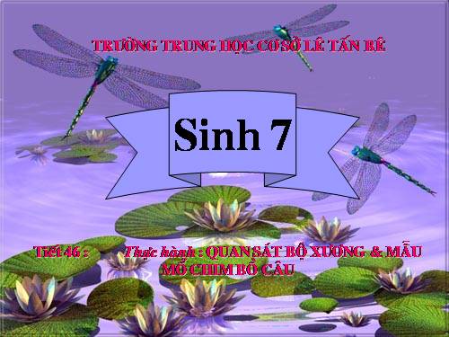 Bài 42. Thực hành: Quan sát bộ xương, mẫu mổ chim bồ câu