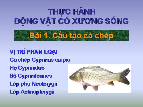 Bài 33. Cấu tạo trong của cá chép