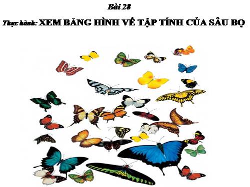 Bài 28. Thực hành: Xem băng hình về tập tính của sâu bọ