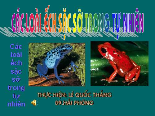 DA DANG PHONG PHU - LOAI ECH