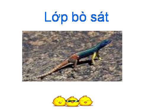 Lop ba sat