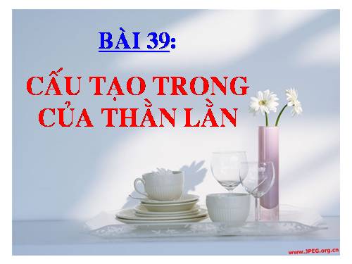 Bài 39. Cấu tạo trong của thằn lằn