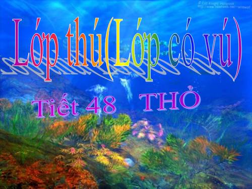 Bài 46. Thỏ