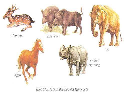 Bài 51. Đa dạng của lớp Thú: Các bộ Móng guốc và bộ Linh trưởng