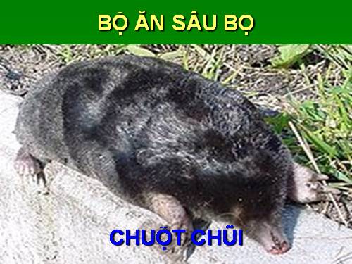 Bài 50. Đa dạng của lớp Thú: Bộ Ăn sâu bọ, bộ Gặm nhấm, bộ Ăn thịt