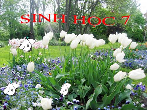 Bài 44. Đa dạng và đặc điểm chung của lớp Chim