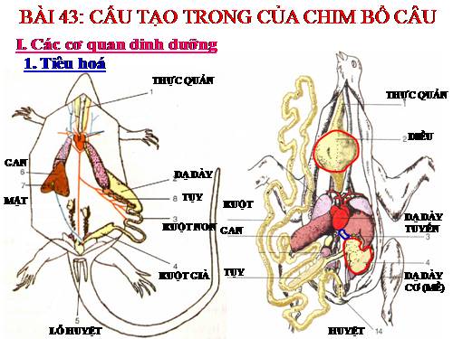 Bài 43. Cấu tạo trong của chim bồ câu