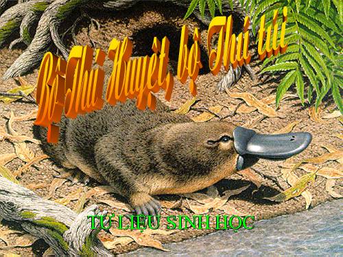 Bài 48. Đa dạng của lớp Thú: Bộ Thú huyệt, bộ Thú túi