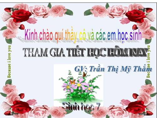 Bài 25. Nhện và sự đa dạng của lớp Hình nhện