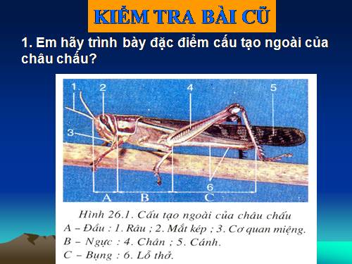 Bài 27. Đa dạng và đặc điểm chung của lớp Sâu bọ