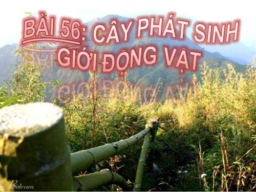 Bài 56. Cây phát sinh giới Động vật