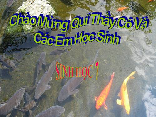 Bài 31. Cá chép