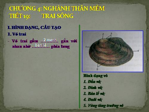 Bài 18. Trai sông