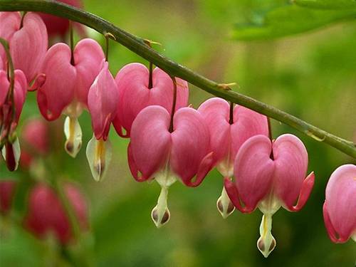 Bài 56. Cây phát sinh giới Động vật