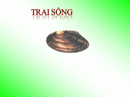 Bài 18. Trai sông