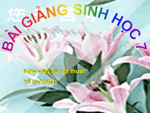 Bài 46. Thỏ