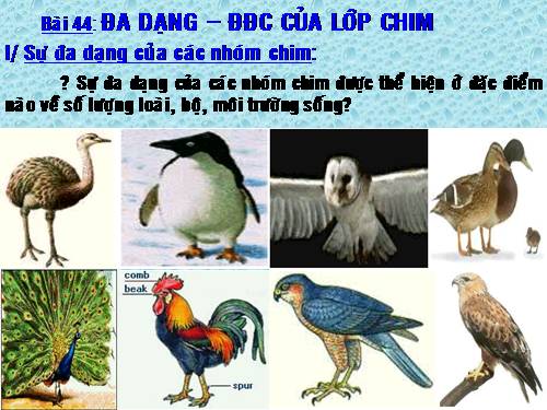 Bài 44. Đa dạng và đặc điểm chung của lớp Chim