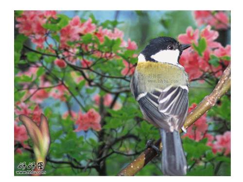 Hình ảnh động các loại chim