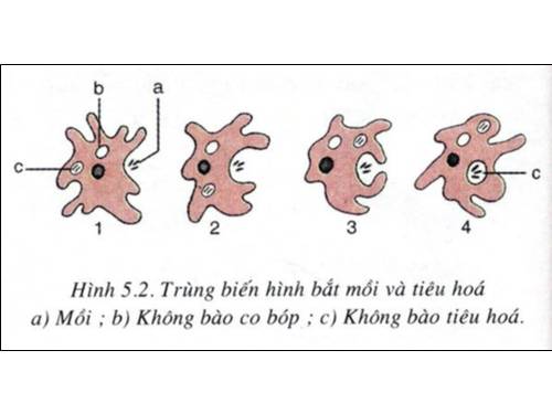 tranh sinh 7 tu 1-20