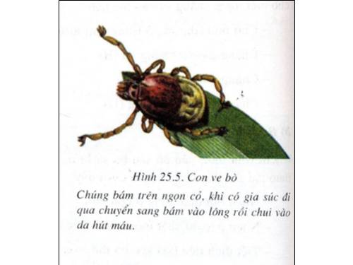 tranh sinh hoc 7 tu 71-85