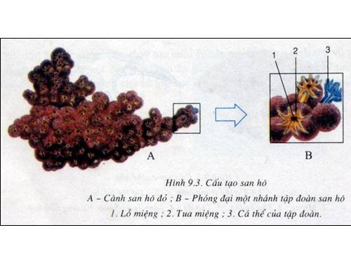 tranh sinh 7 tu 21-35