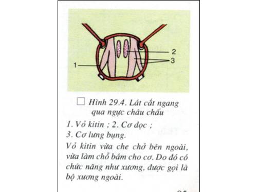 tranh sinh 7 tu 86-95