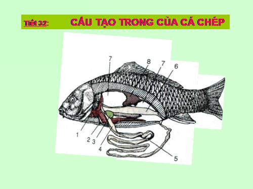 Bài 33. Cấu tạo trong của cá chép