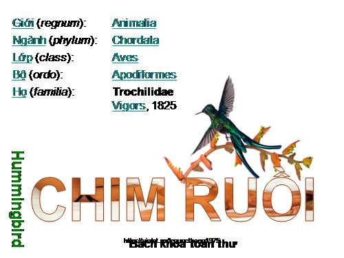Chim Ruồi - Bách khoa toàn thư