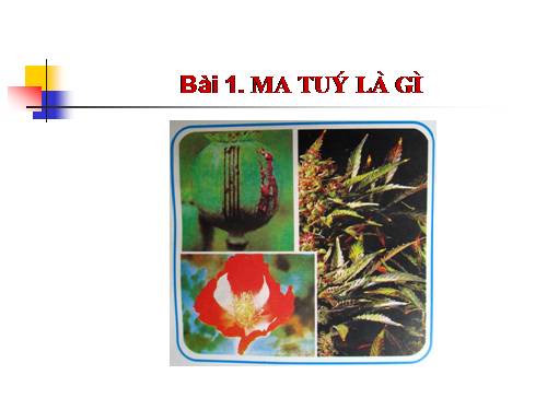 bai 12 sinh hoc 9
