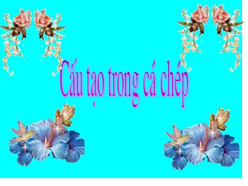 Bài 33. Cấu tạo trong của cá chép
