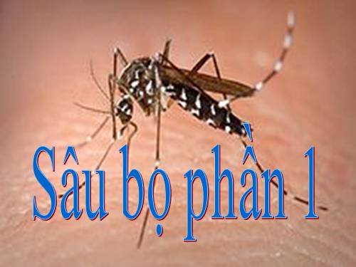 Sâu bọ phần 1