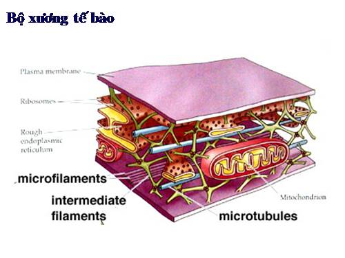 Bài 4. Trùng roi