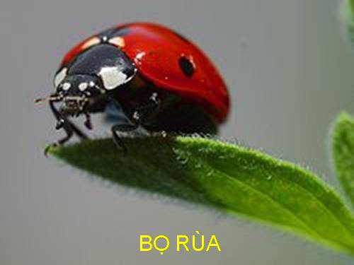 các loại sâu bọ