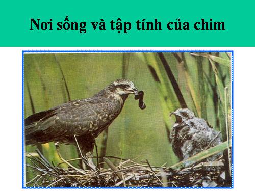 Bài 45. Thực hành: Xem băng hình về đời sống và tập tính của chim