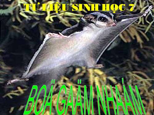 Bộ Gậm nhấm
