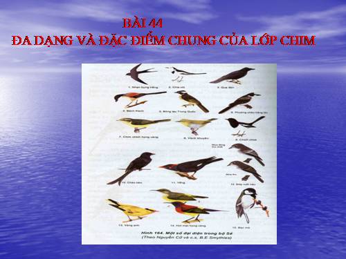 Bài 44. Đa dạng và đặc điểm chung của lớp Chim