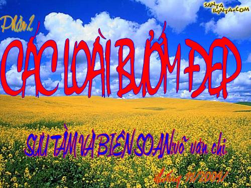 bướm đẹp P2!!