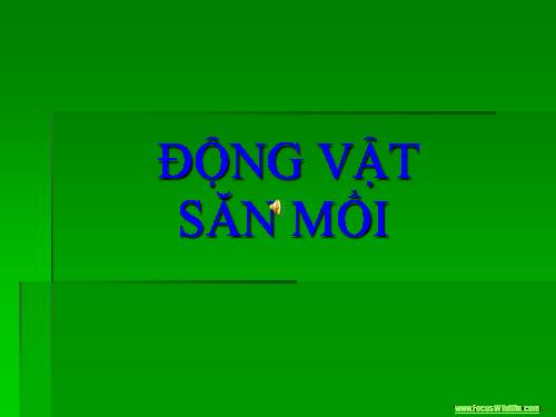 Động vật săn mồi